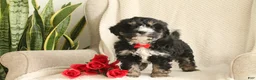 Mini Bernedoodle dogs for sale: Romeo - Ad 2