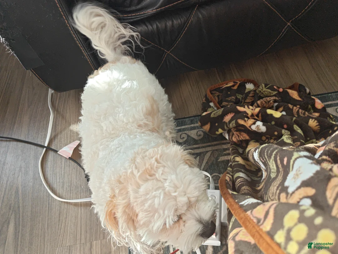 Mixed Breed dogs for sale: TBD - Ad 7