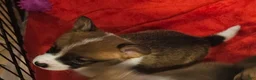 Mixed Breed dogs for sale: Apollo - Ad 27