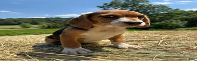 Beagle 4