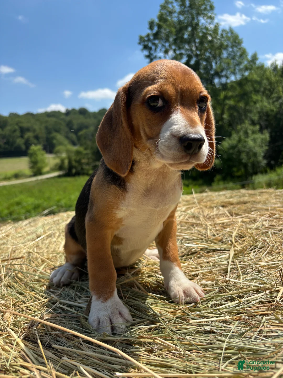 Beagle dogs for sale: Beagle 4 - Ad 1