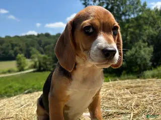 Beagle dogs Beagle 4 - Ad 11