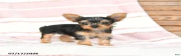 Yorkshire Terrier dogs for sale: Quanika - Ad 3