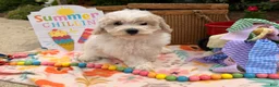 Bichpoo dogs for sale: Sarah  - Ad 4