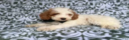 Cockapoo dogs for sale: Jax - Ad 2