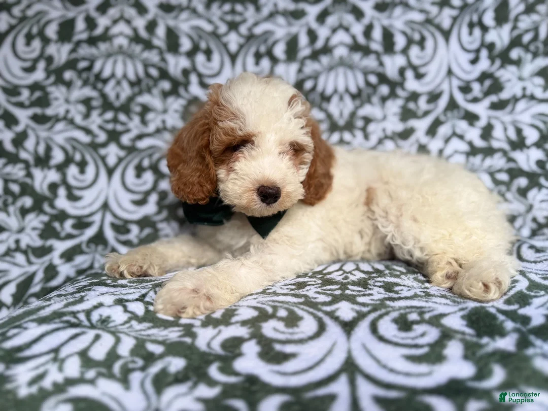 Cockapoo dogs for sale: Jax - Ad 2