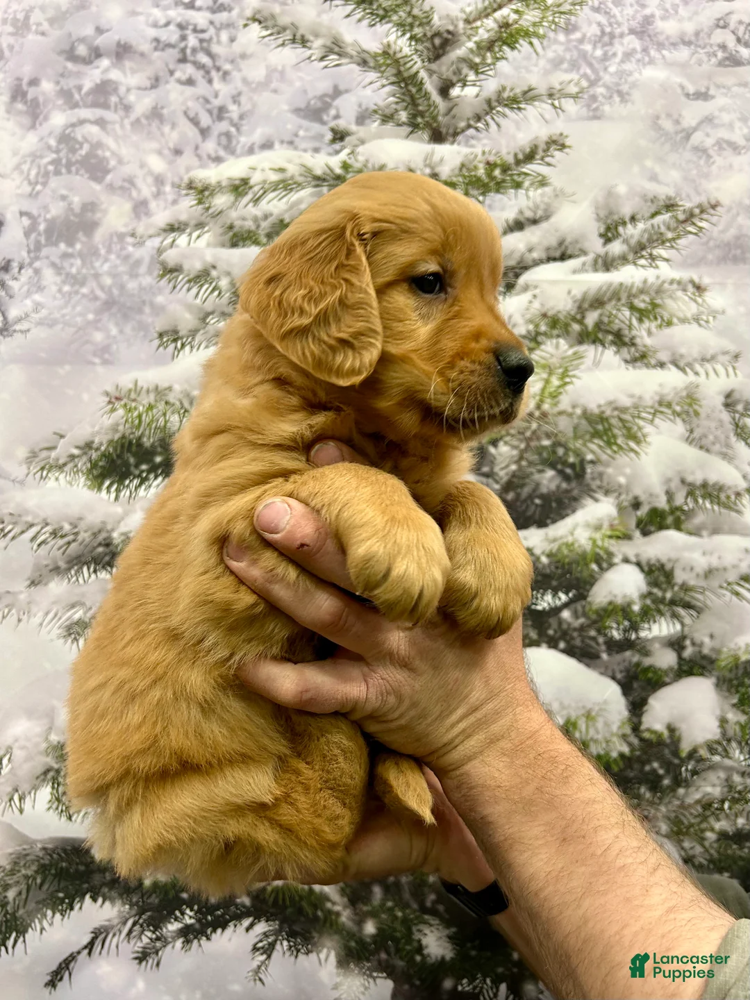 Golden Retriever dogs for sale: King - Ad 6