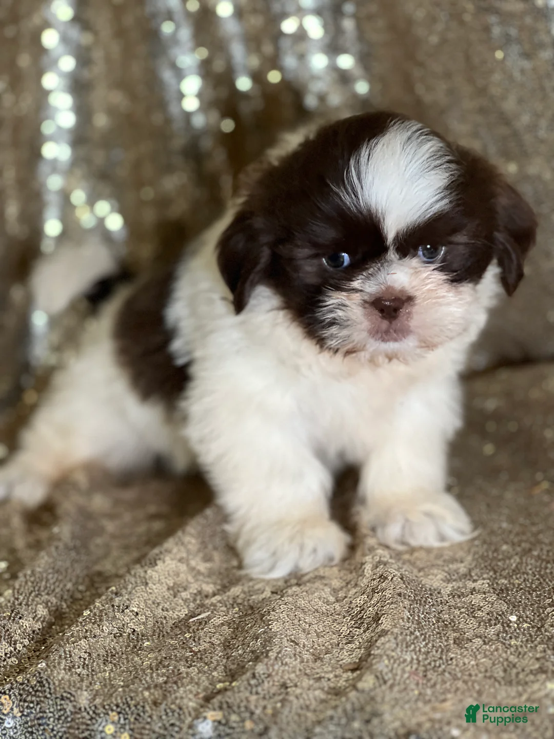 Shih Tzu dogs for sale: Cream - Ad 2