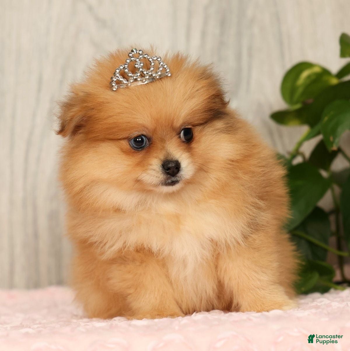 Pomeranian dogs Chai - Ad 1