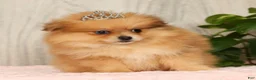 Pomeranian dogs for sale: Chai - Ad 1