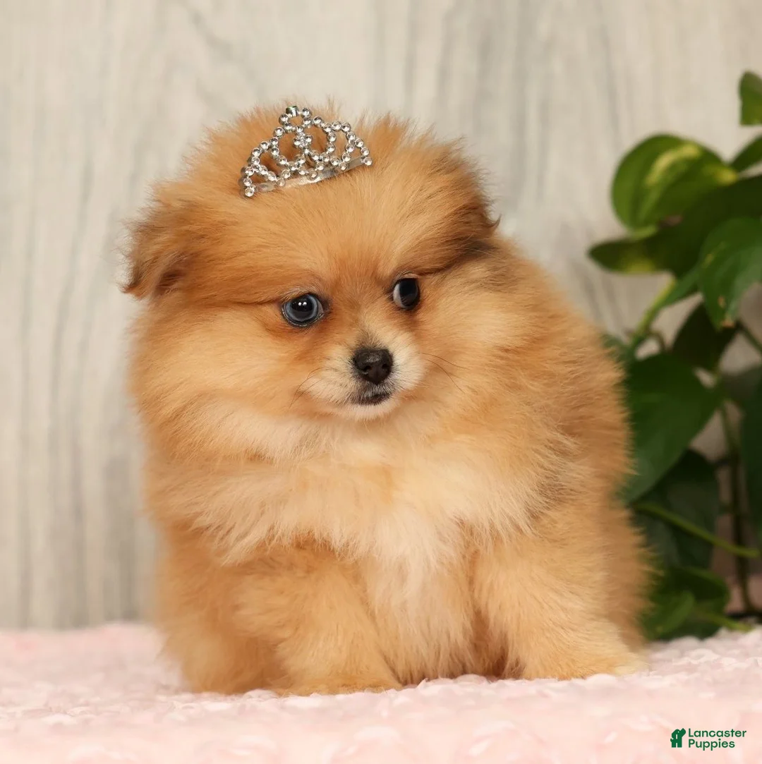 Pomeranian dogs for sale: Chai - Ad 1