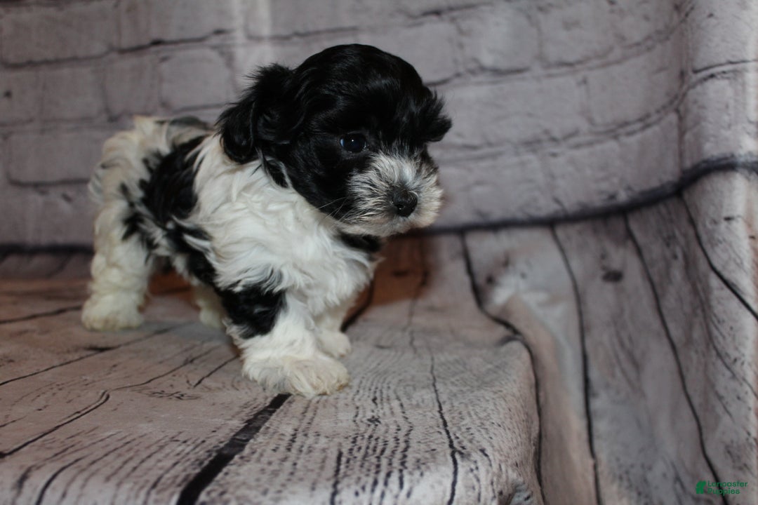 Morkie dogs for sale: Eve - Ad 2