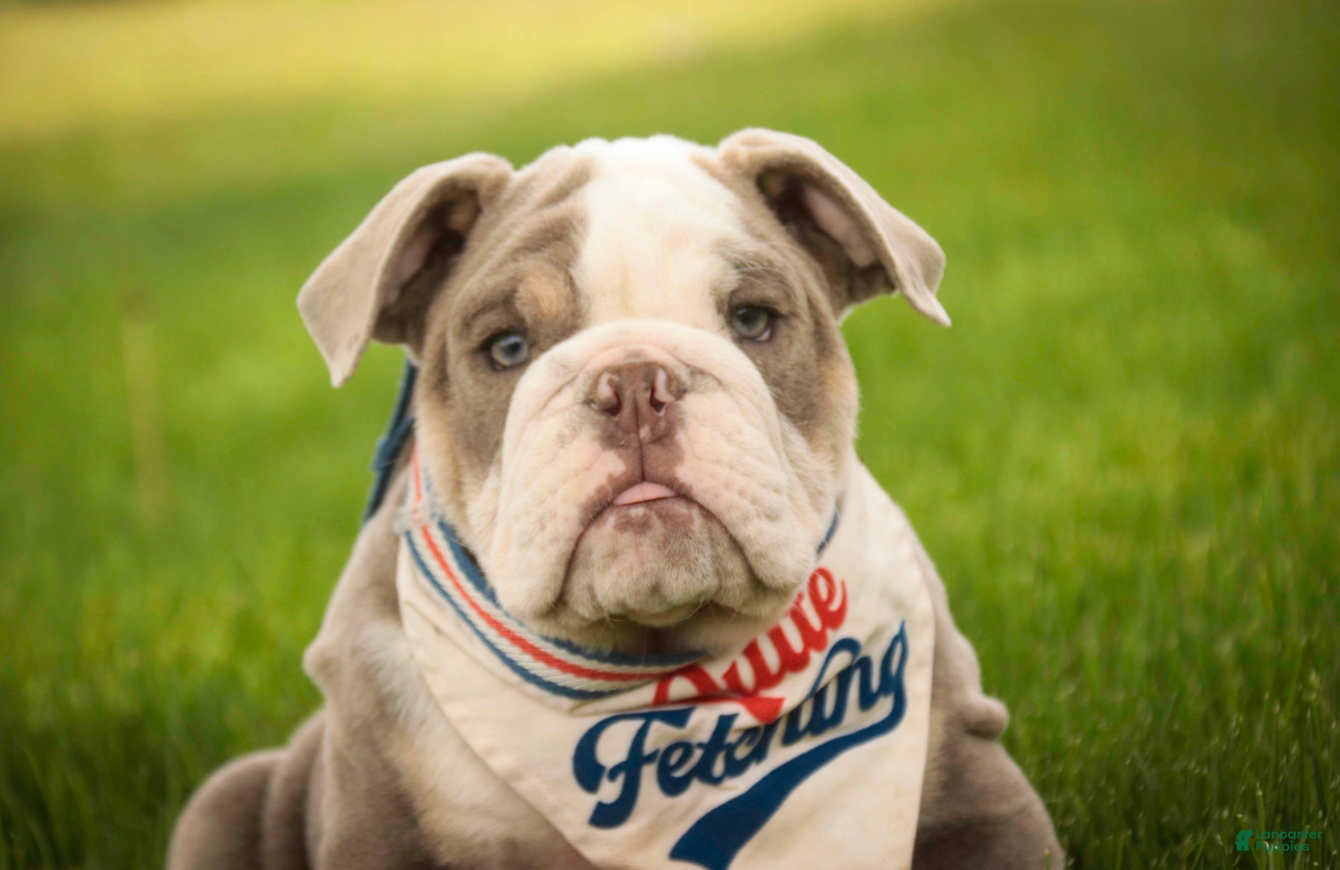 English Bulldog dogs Nate English Bulldog Puppy  - Ad 2