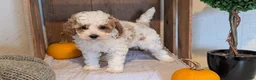 Miniature Poodle dogs for sale: Lucy - Ad 3