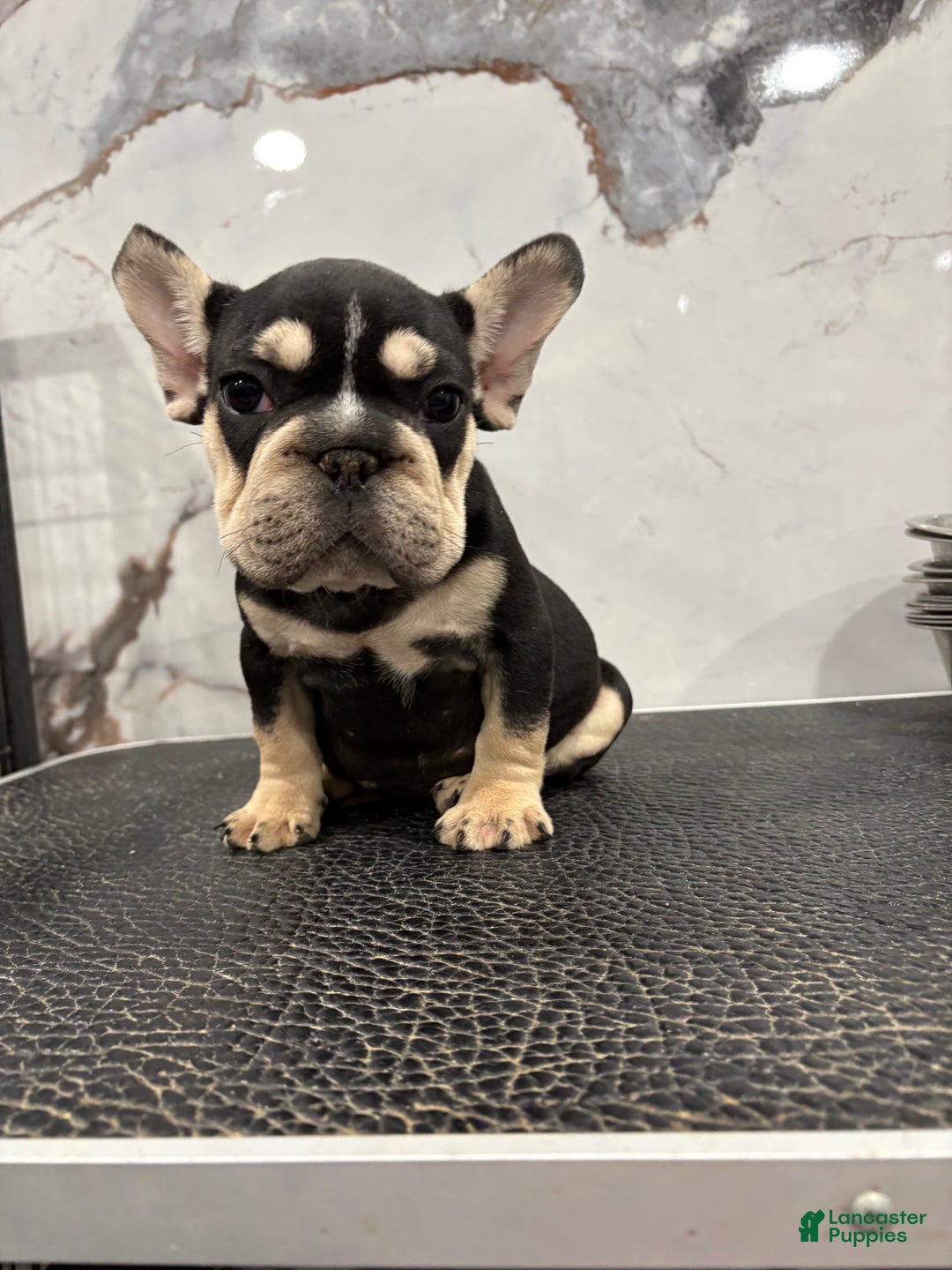 French Bulldog dogs for sale: Chanel  - Ad 4