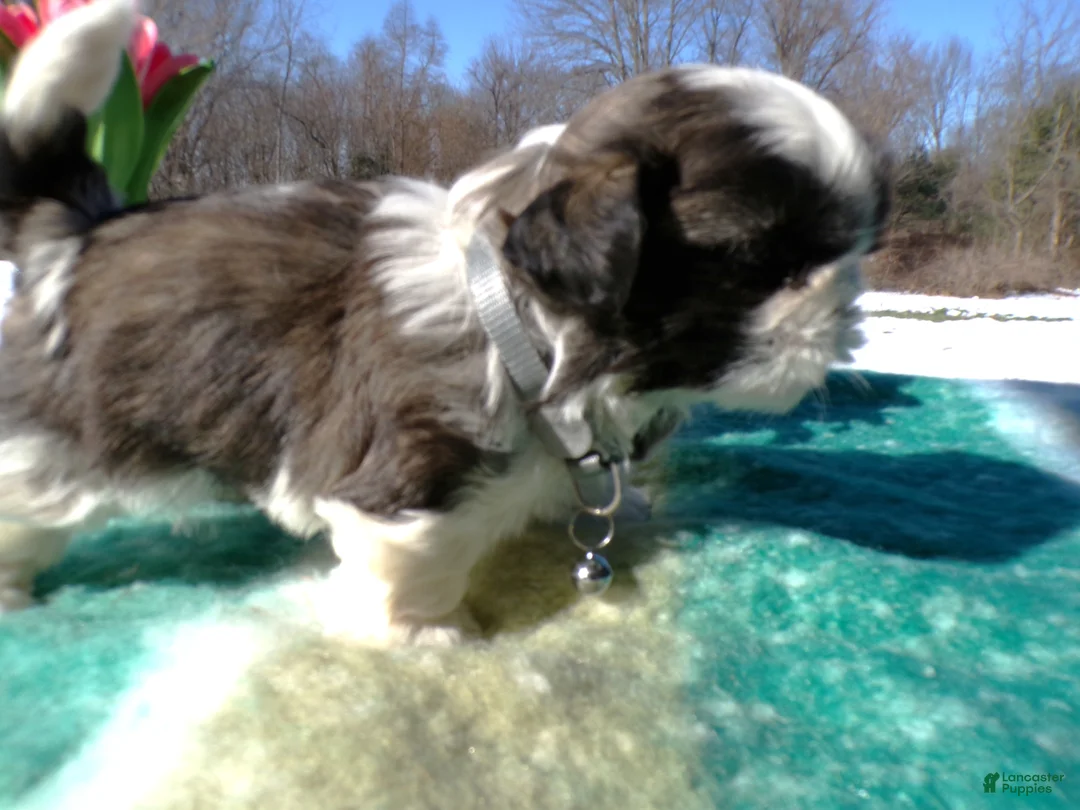 Shih Tzu dogs for sale: Shih Tzu Puppy 2 Teddy - Ad 3