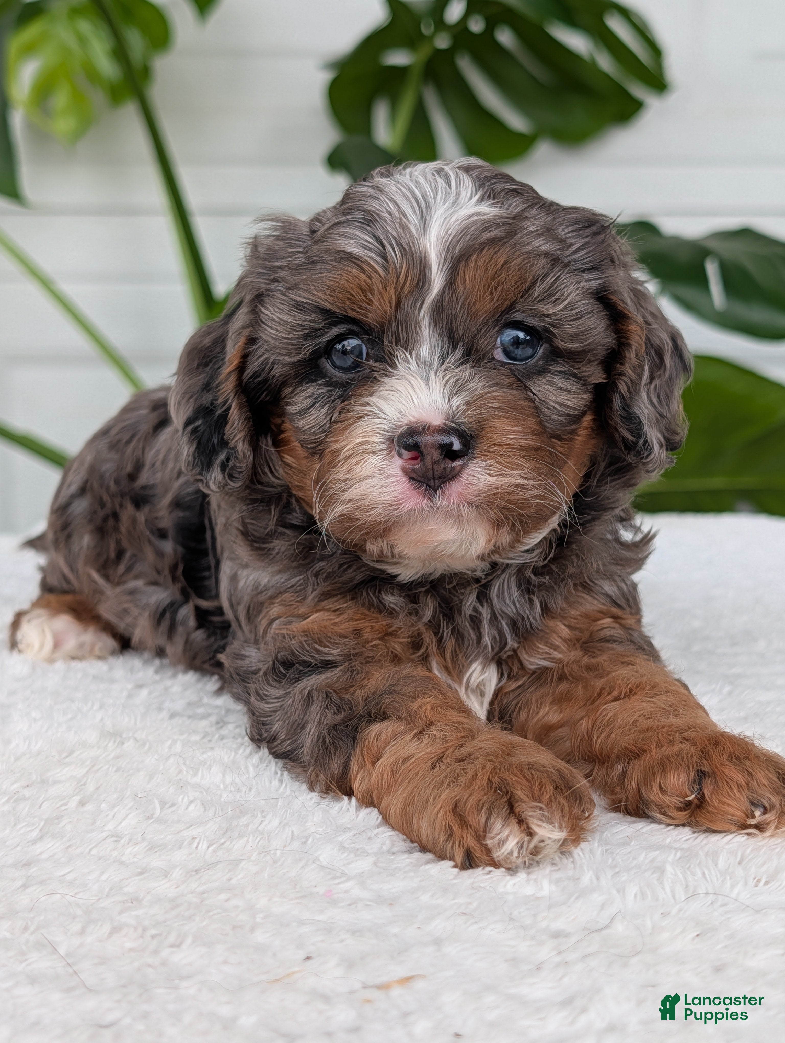 Cavapoo dogs Asher - Ad 2