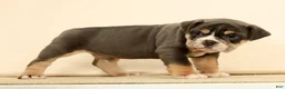 English Bulldog dogs for sale: Brutus - Ad 6
