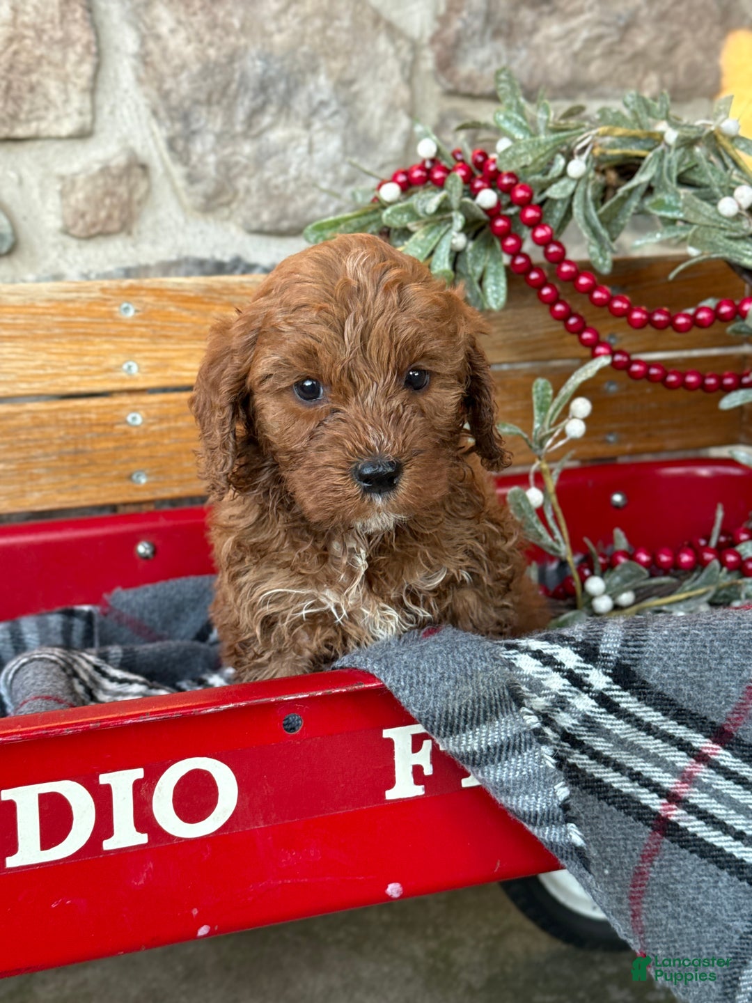 Mini Goldendoodle dogs for sale: Iris - Ad 6
