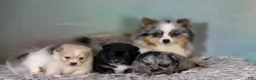 Pomeranian dogs for sale: Tux - Ad 9