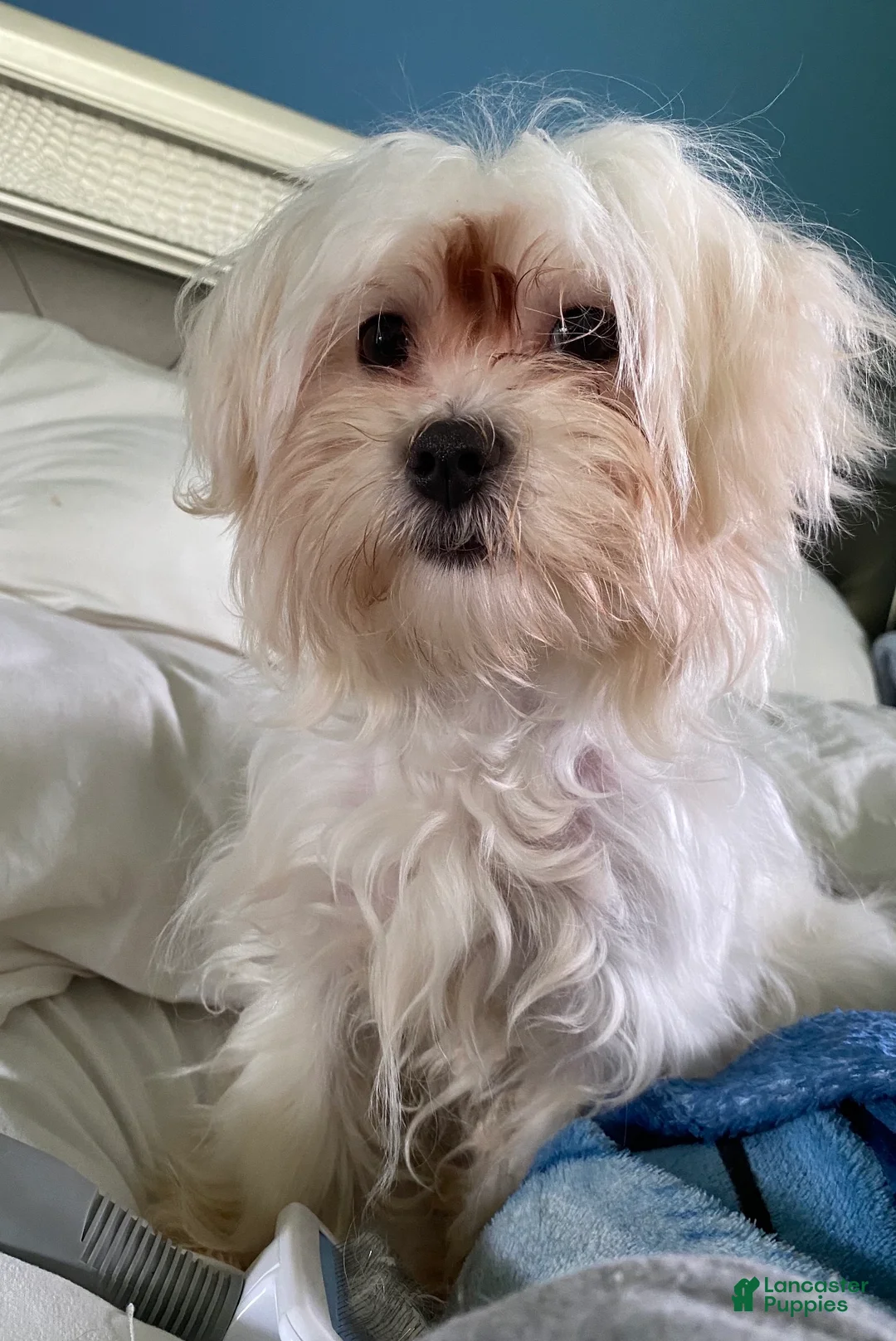 Mixed Breed dogs for sale: Mixed Breed Puppy 1 - Ad 3