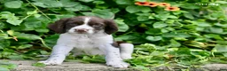 English Springer Spaniel dogs for sale: Suzy - Ad 5