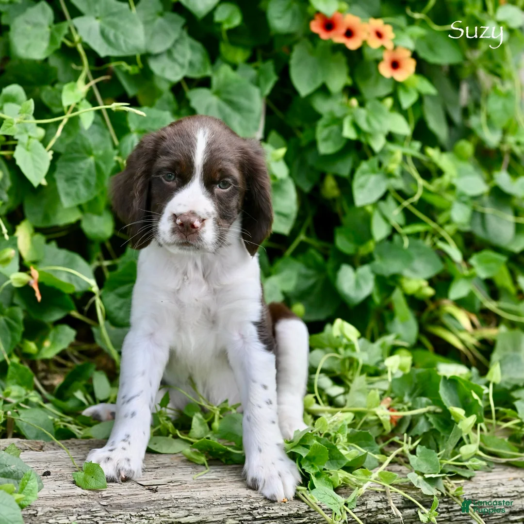 English Springer Spaniel dogs for sale: Suzy - Ad 5