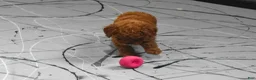 Miniature Poodle dogs for sale:   Logan🐶 - Ad 5