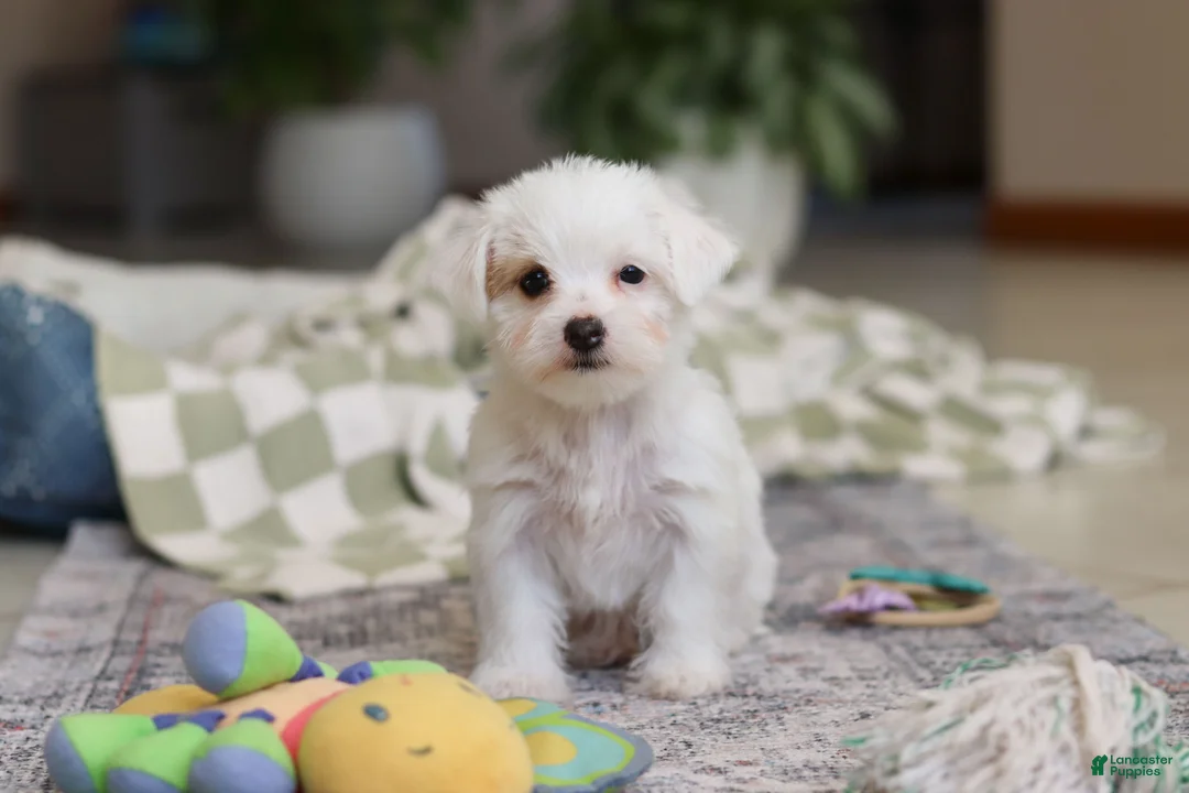 Morkie dogs for sale: Elsa - Ad 8