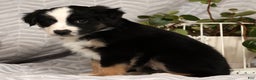 Miniature Australian Shepherd dogs for sale: Jane - Ad 5