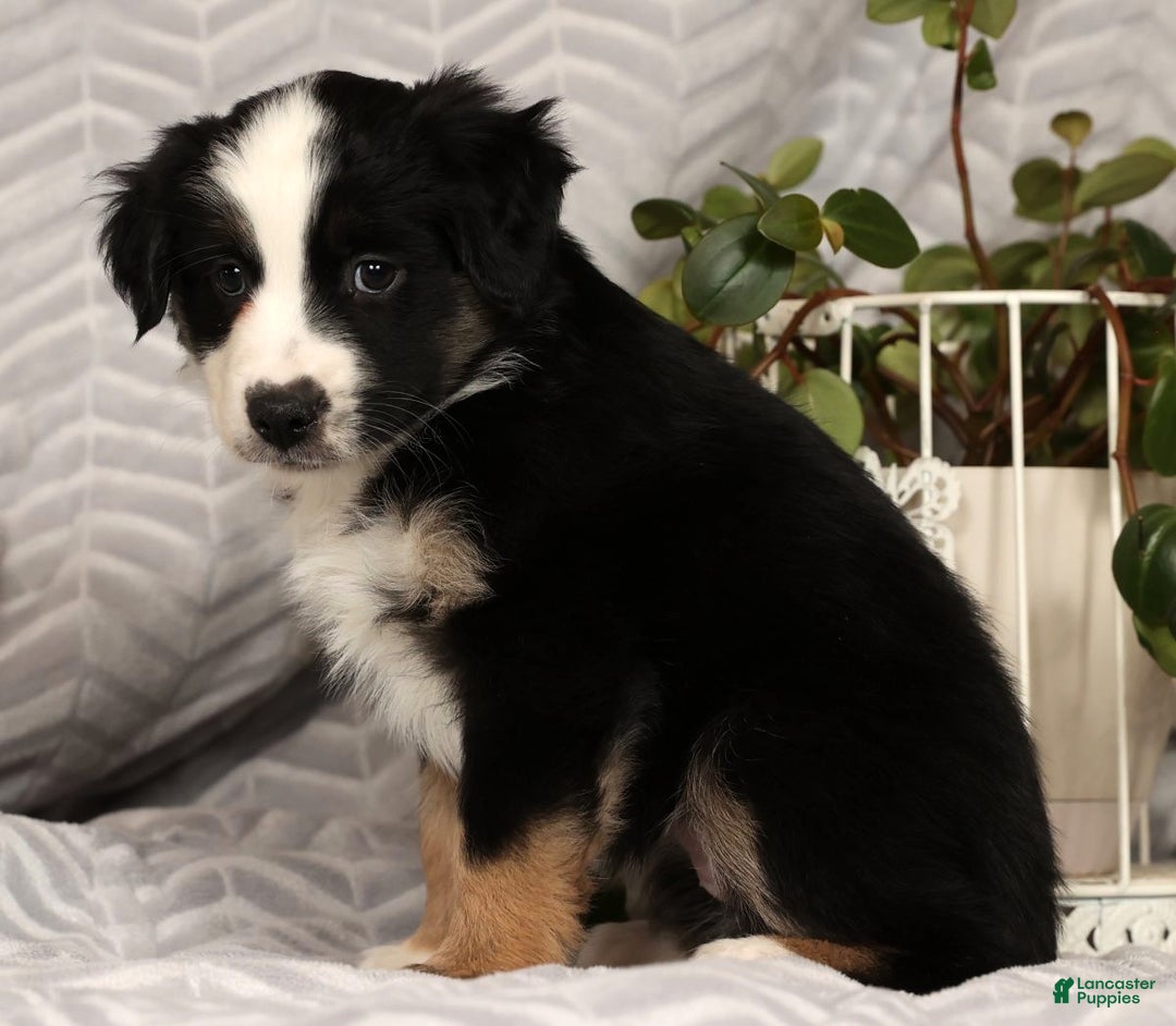Miniature Australian Shepherd dogs for sale: Jane - Ad 5