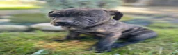 Cane Corso dogs for sale: Jenna - Ad 1
