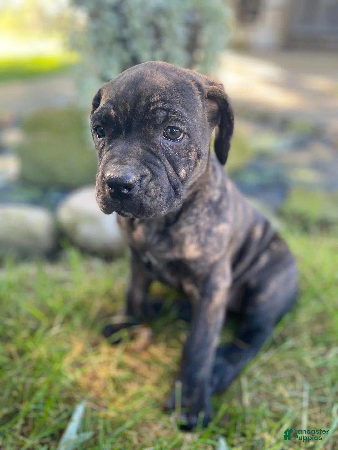 Cane Corso dogs for sale: Jenna - Ad 1