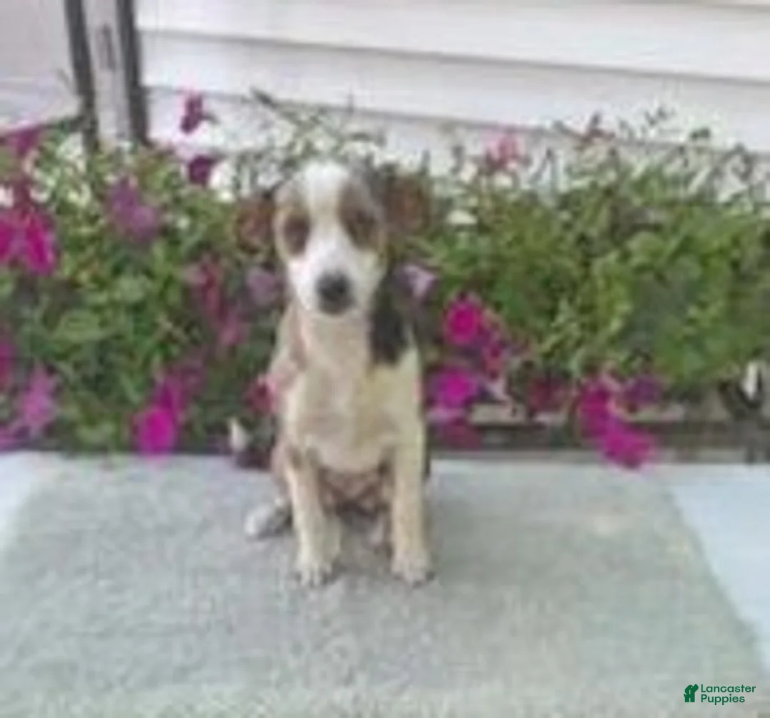 Mixed Breed dogs for sale: Mixed Breed 1 Maggie - Ad 2