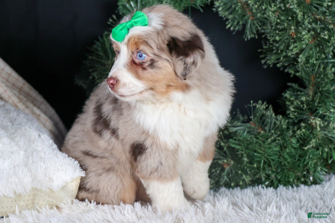 Miniature Australian Shepherd dogs for sale: SAMMY - Ad 4