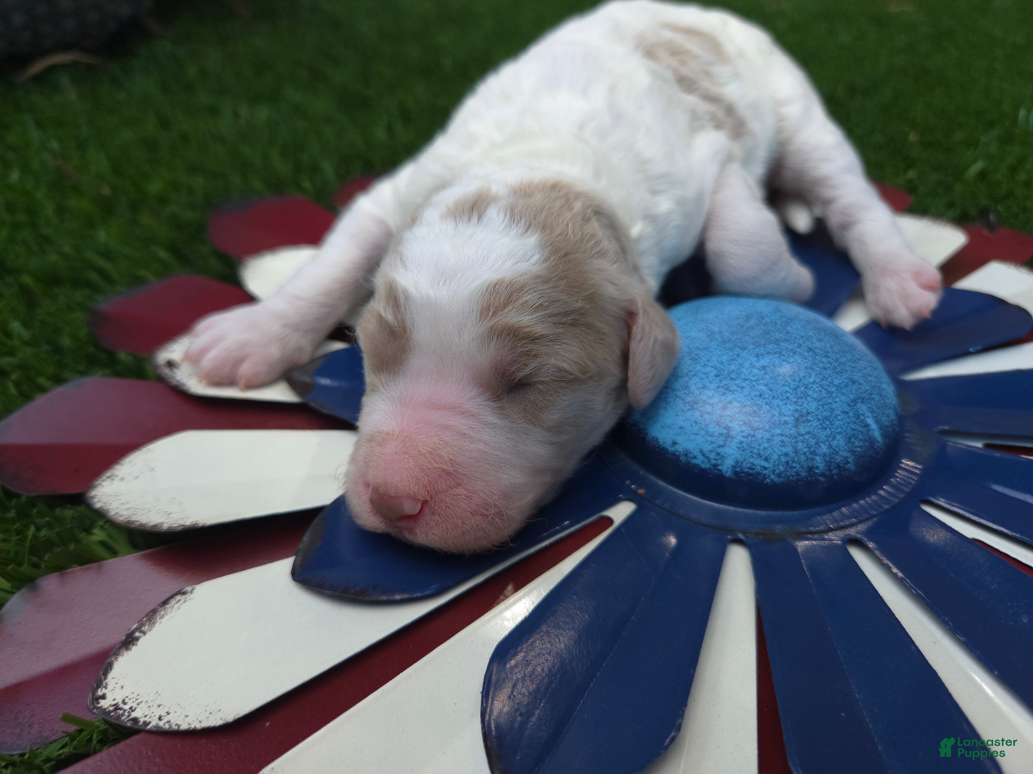 Goldendoodle dogs Goldendoodle 6 - Ad 28