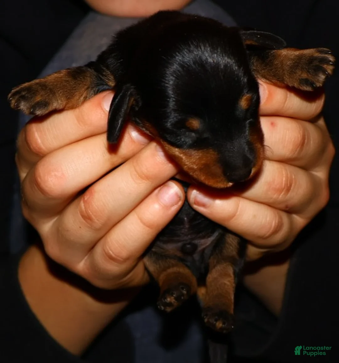 Miniature Dachshund dogs for sale: Jack - Ad 3