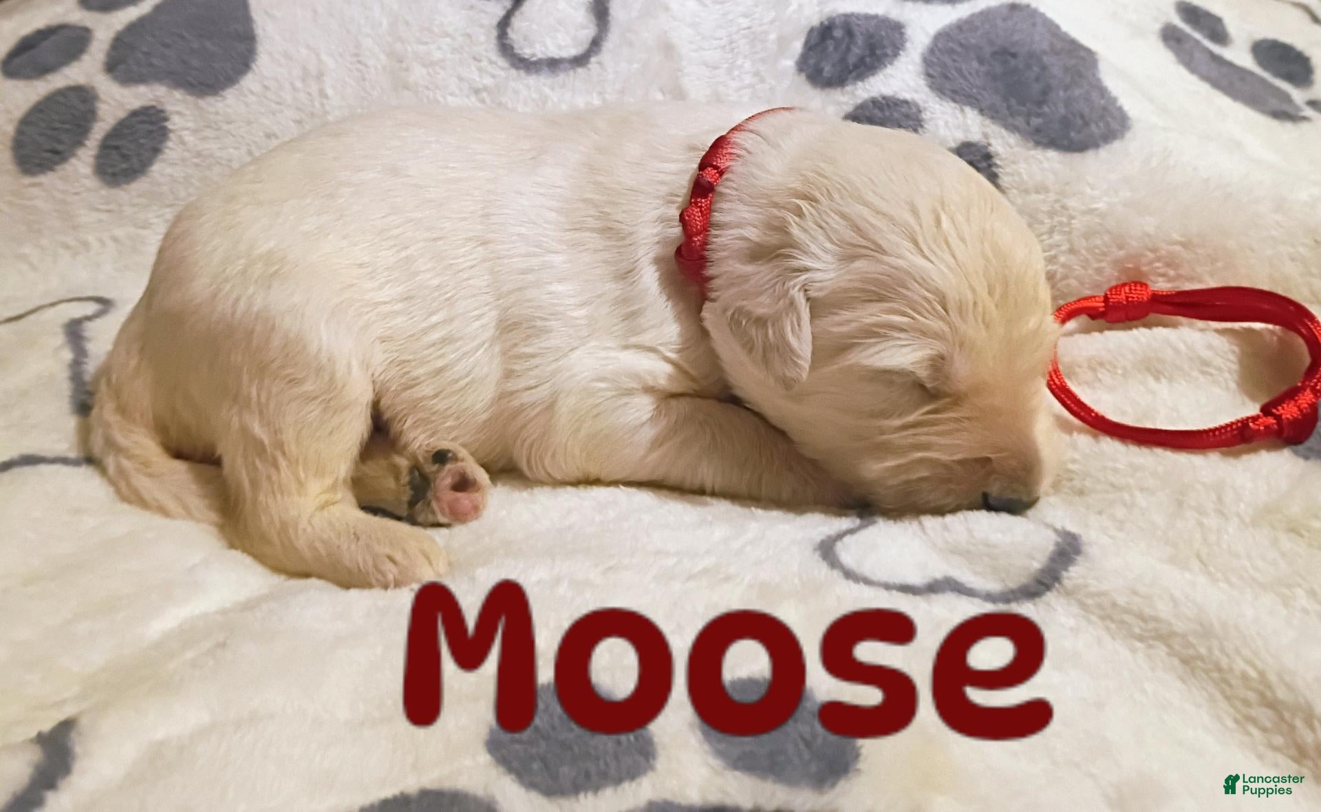 Mixed Breed dogs for sale: Mixed Breed 1 - Ad 22