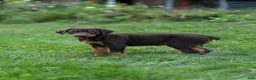 Doberman Pinscher dogs for sale: ROSCOE - Ad 10