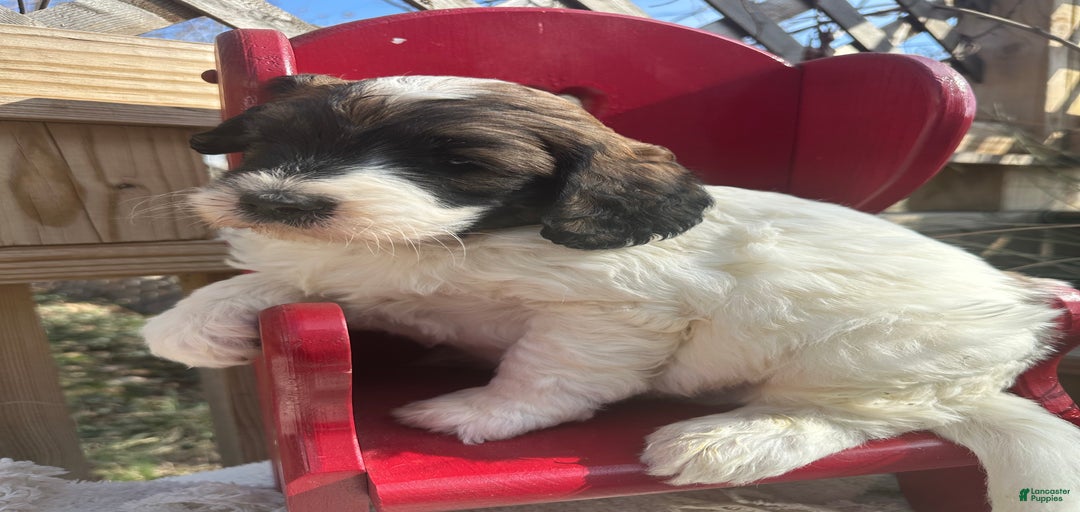 Gallery Image {{count}}