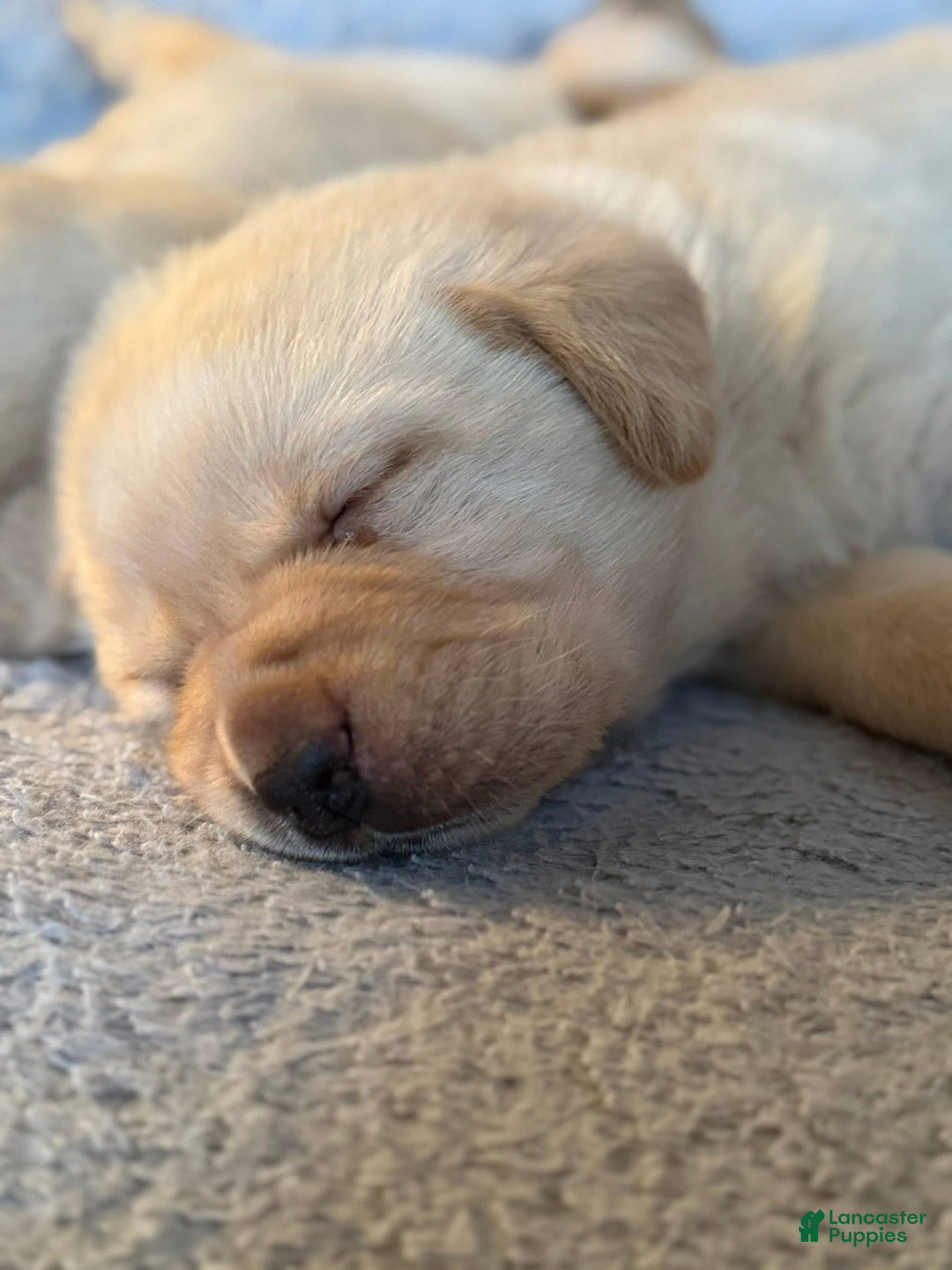 Labrador Retriever dogs for sale: Labrador Retriever Puppy 3 - Ad 3