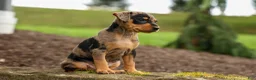 Miniature Pinscher dogs for sale: ACE - Ad 14