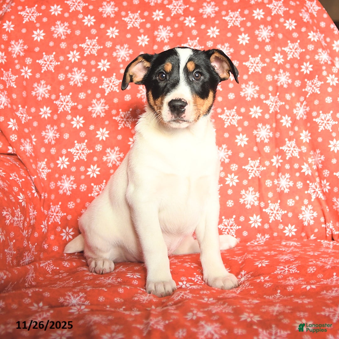 Jack Russell Terrier dogs for sale: Mrs Claus - Ad 4