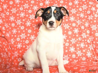Jack Russell Terrier dogs Mrs Claus - Ad 21