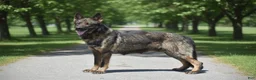 German Shepherd dogs for sale: Ember - Ad 4