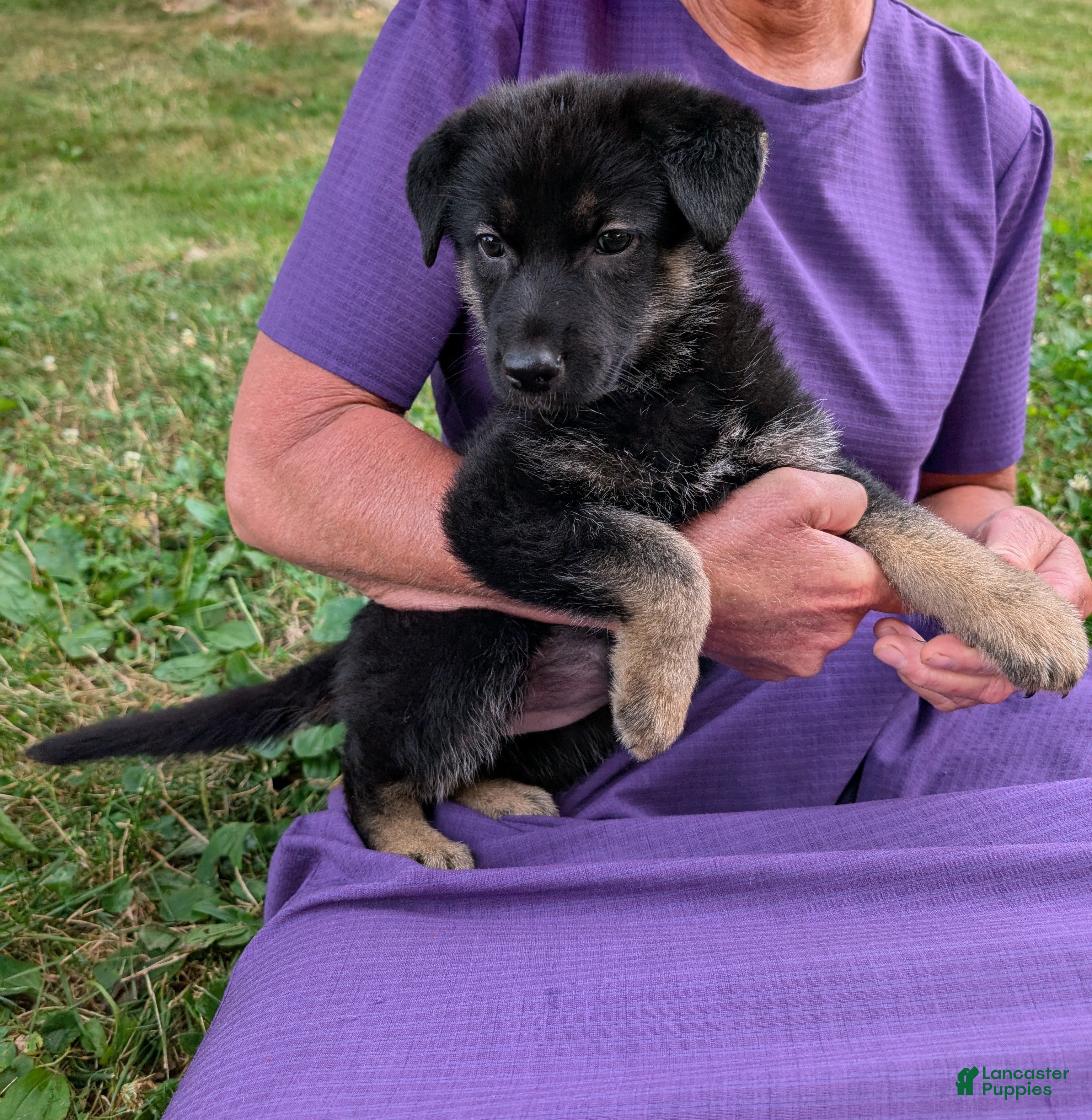 German Shepherd dogs Missy - Ad 2