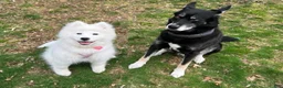 Mixed Breed dogs for sale: Bandit - Ad 8