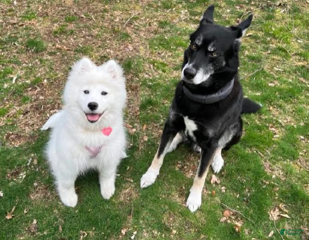Mixed Breed dogs for sale: Bandit - Ad 8
