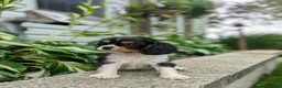 Cavalier King Charles Spaniel dogs for sale: Roger - Ad 8
