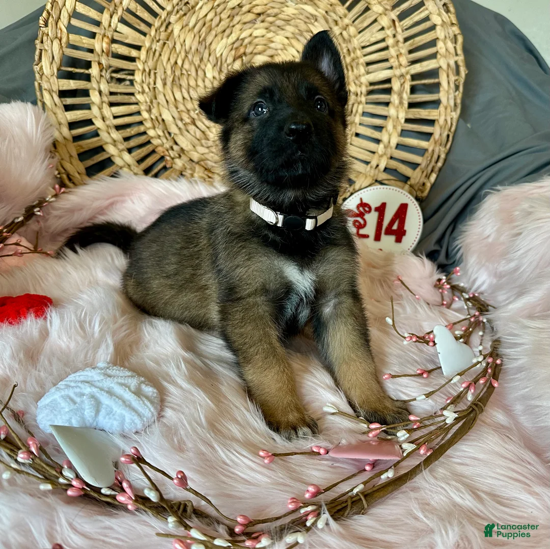 German Shepherd dogs for sale: Jasmine  - Ad 1